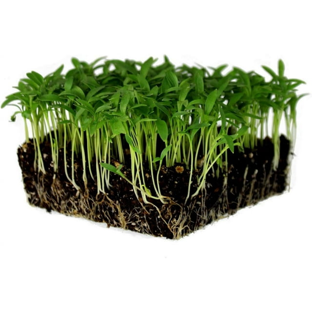 Slow Bolt Cilantro Herb Garden Seeds 4 Oz seeds NonGMO Heirloom