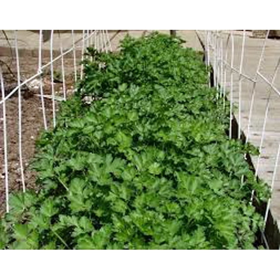 Slow Bolt Cilantro Seeds - 100 Count Seed Pack - an Easy to Grow Variety That has a Great Flavor! - Country Creek LLC