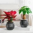 thumbnail image 1 of Sltwyw 2-Pack Clear Hydroponic Plant Pots Indoor - Self Watering Small Potted Planters for Desktop, Propagation Pots for Green Plants, 1 of 6