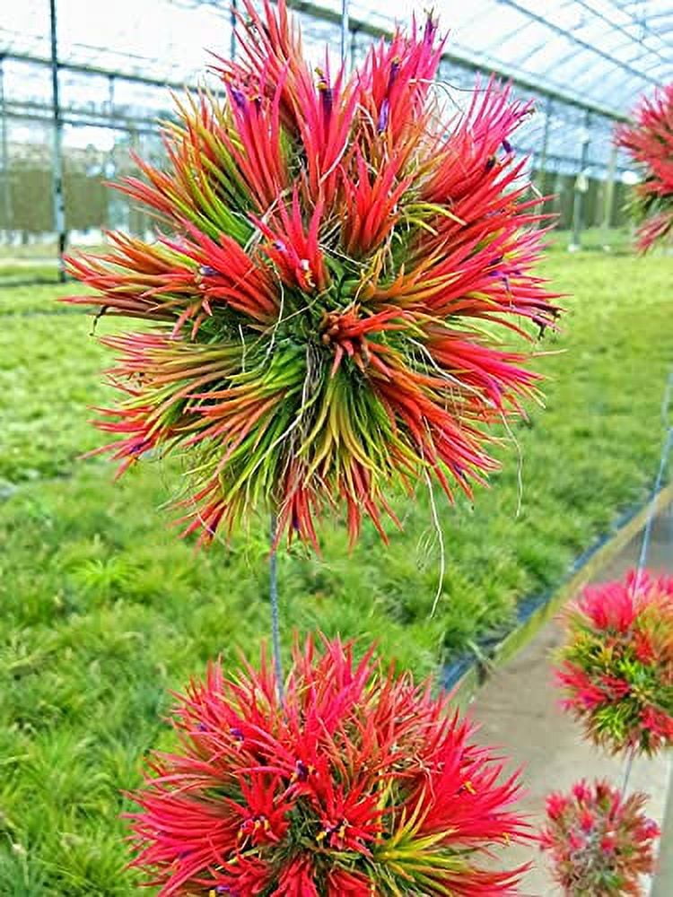 Silver Queen' x ionantha 'Fuego' T3727 Tillandsia Ionantha