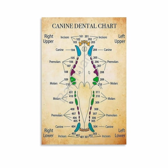Small Animal Dentition Poster,Canine Dental,Feline Dental Chart (1) Canvas Painting Posters And Prints Wall Art for Living Room Bedroom Decor poster