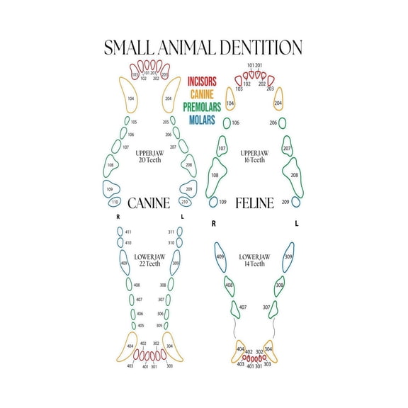 Small Animal Dog Cat Dentition Reference Poster Detailed Dental Anatomy Chart Educational Wall Art for Veterinary Clinic School Training or Library Decor