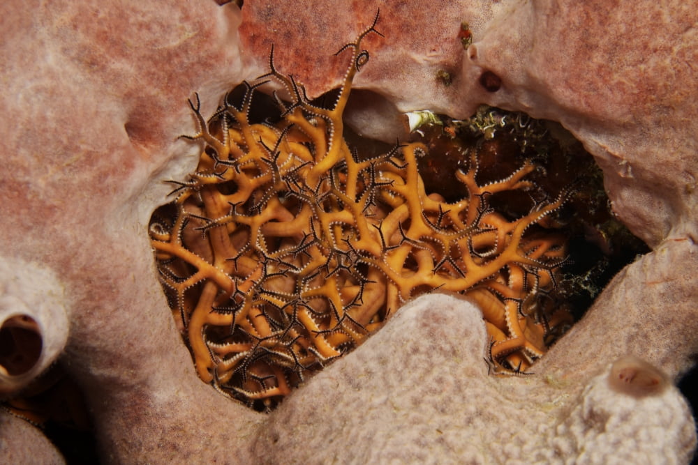 Small Basket Starfish hiding in a sponge Canvas Art - Terry MooreStocktrek Images (18 x 12)