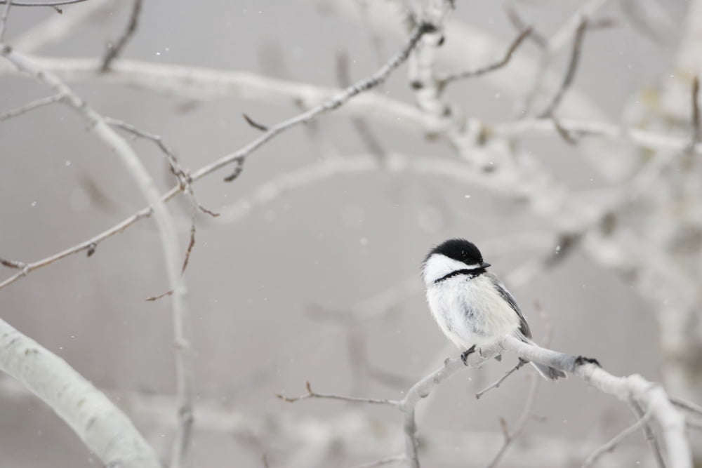 Small Bird On Tree Branch Canvas Art - Richard Wear Design Pics (34 x 22)