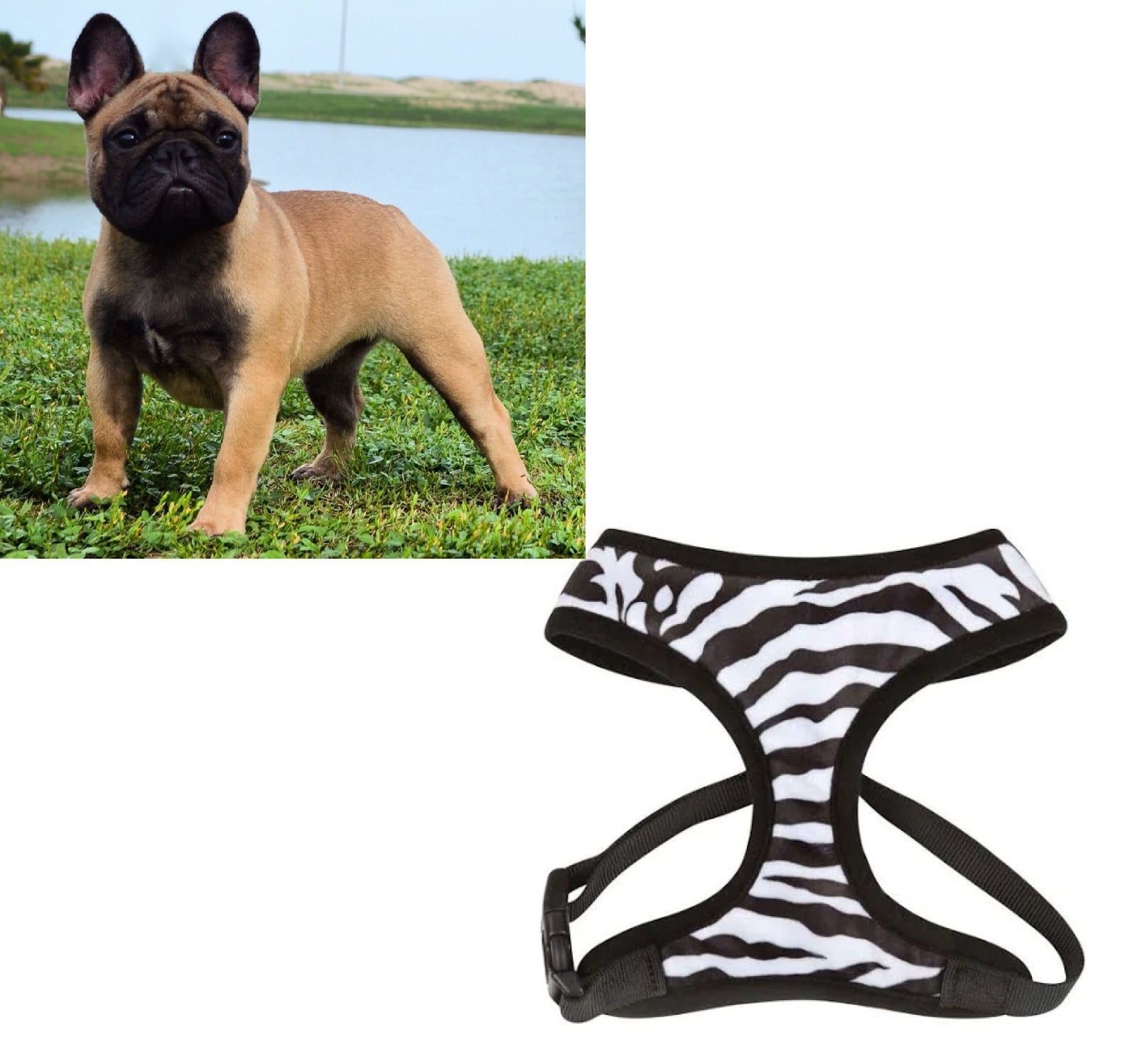 Small Breed Dog Harness Cheetah or Zebra Plush Adjustable Chest Strap and D Ring (Zebra - Medium)