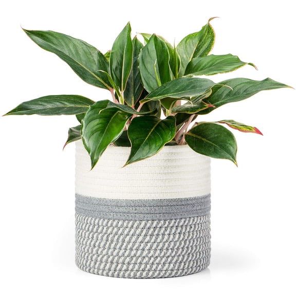 Small Cotton Rope Plant Basket Woven Plant Coiled Basket for Up to 8" Planter, Decorative Flower Pot Cover Closet Storage Bin Table Desk Organizer for Home Decor, White and Beige