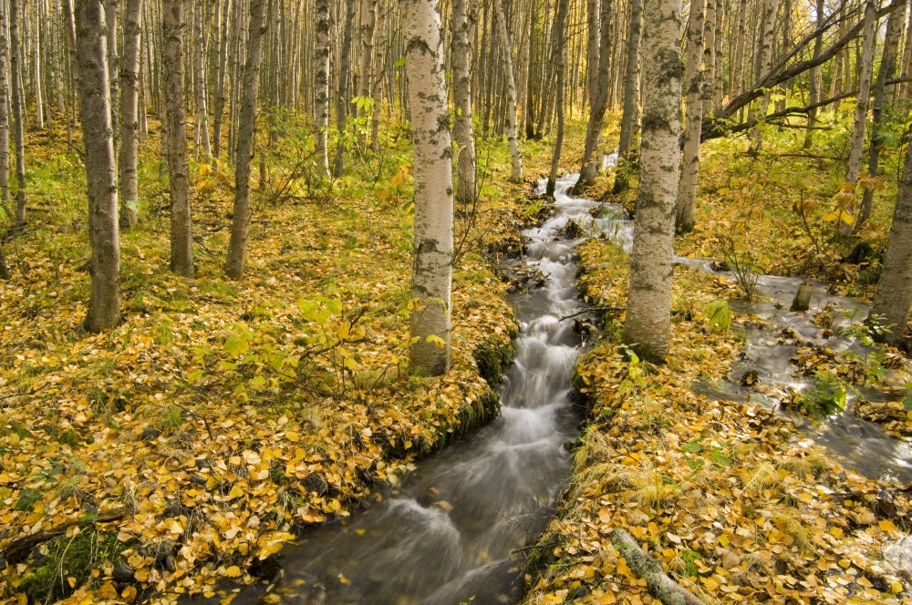 Small Creek Flows Through Autumn Leaf Covered Forest Floor Chugach State Park Eagle River Valley Alaska Southcentral Canvas Art - Greg Martin Design Pics (17 x 11)