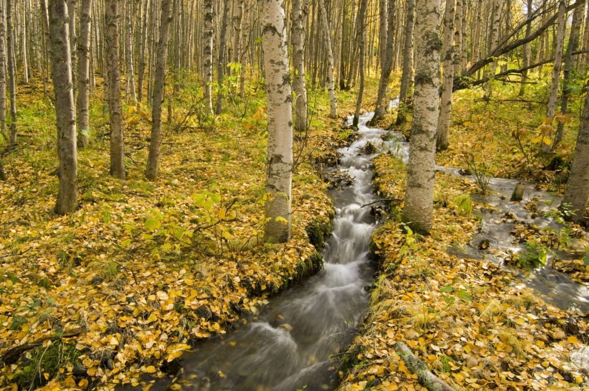 Small Creek Flows Through Autumn Leaf Covered Forest Floor Chugach State Park Eagle River Valley Alaska Southcentral Canvas Art - Greg Martin Design Pics (34 x 22)