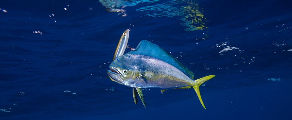 Small Dorado (Coryphaena hippurus) is caught on a lure Durban South Africa Canvas Art - Panoramic Images (36 x 12)