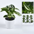 thumbnail image 1 of Small Fake Plants, Mini Potted Plants for Home Bathroom Shelf Decor, Artificial Eucalyptus Plants for Office Desk Greenery Decoration Mini Artificial Greenery, 1 of 9