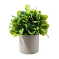 thumbnail image 1 of Small Fake Plants Potted, Simulated Succulents Plants Potted, for Home Kitchen Desktop Wedding Office Windowsills Decor, 1 of 6