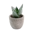 thumbnail image 1 of Small Fake Plants Realistic Lifelike Artificial Potted Succulents, Mini Durable Plastic 2.7x2.6x2.6 in with Pot Faux Plants for Home Office, Kitchen, and Indoor Table Decor, 1 of 6