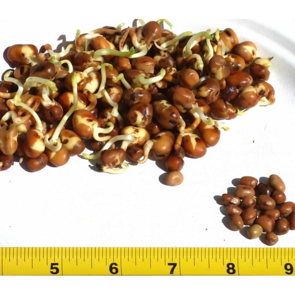 Small Fava Bean Sprouting Microgreen/Annual/Full Sun/200 Seeds 1/4lb/Zellajake Farm and Garden - B283