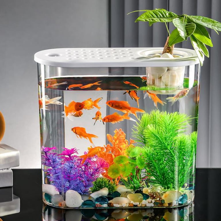 aquarium box fish Boxfish: Saltwater for Marine Aquariums LiveAquaria Small Fish Tank Clear Fish