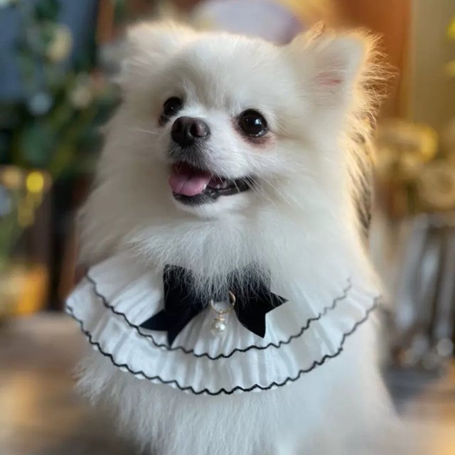 Small Fragrant Lace Bib Pet Towel Cat And Dog Bib Bib Cloth Dog Color