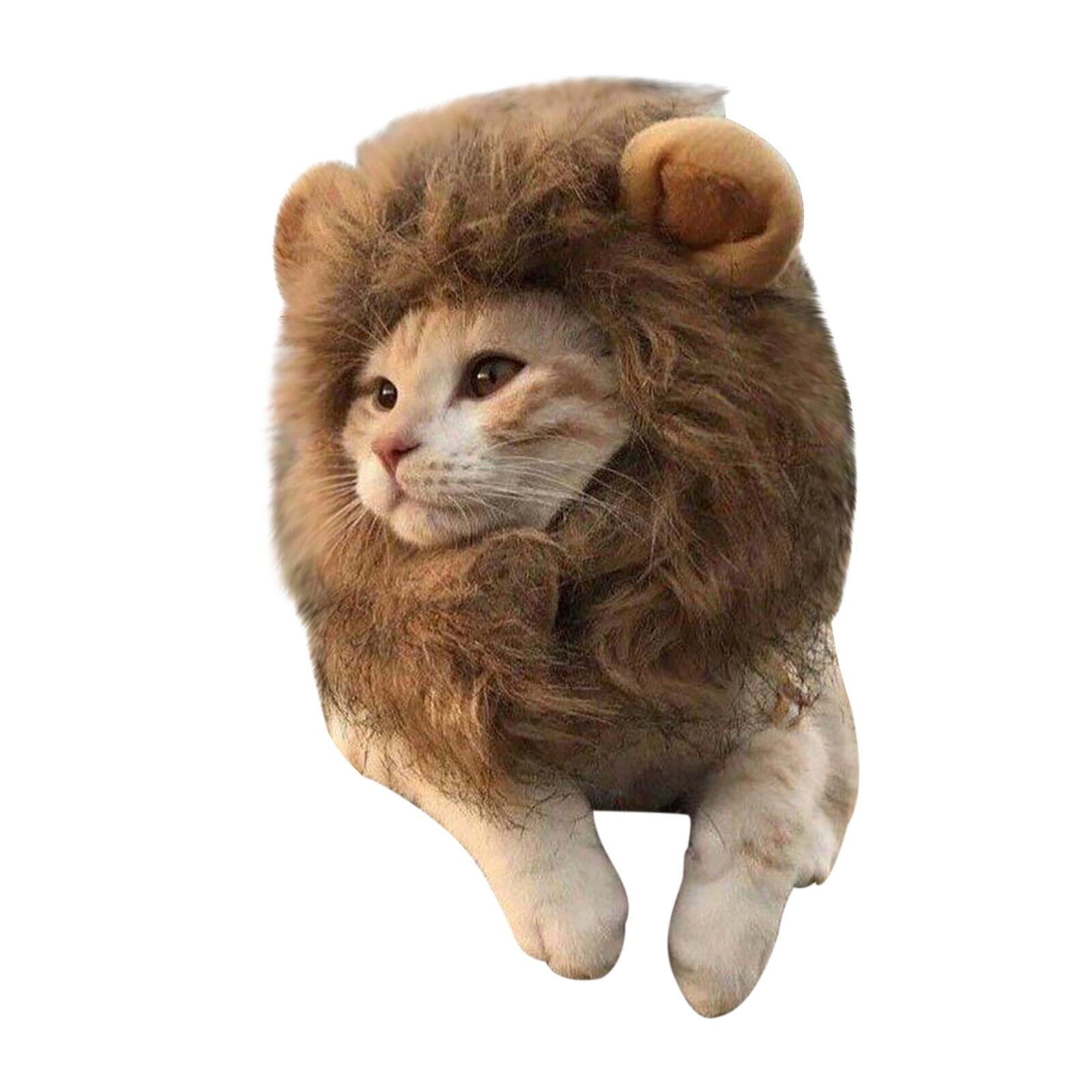 Small Heated Pet Bowl Dog Clothes for Medium Dogs Boy Birthday Dog