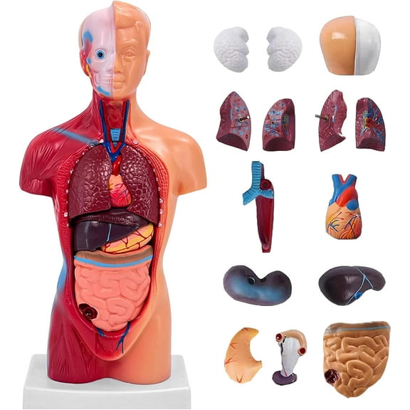15 Detachable Parts Educational Torso with Internal Organs, DIY Assembly Anatomy Model for Students