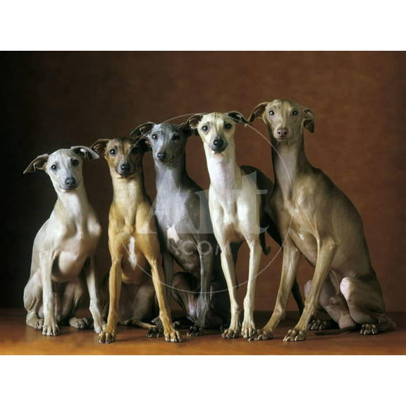 Small Italian Greyhounds Five Sitting Down Together, Animals Unframed Photographic Print Wall Art Sold by Art.Com
