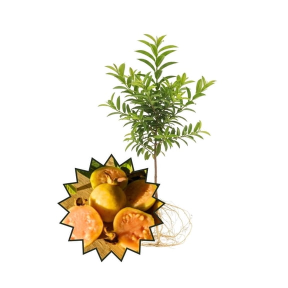 Small Leaf Guava Live Plant, Compact Fruit Tree for Patio or Small Garden