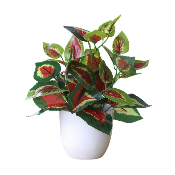 Small Potted - Green with Red Leaves, Indoor & Outdoor Decoration, Low Maintenance