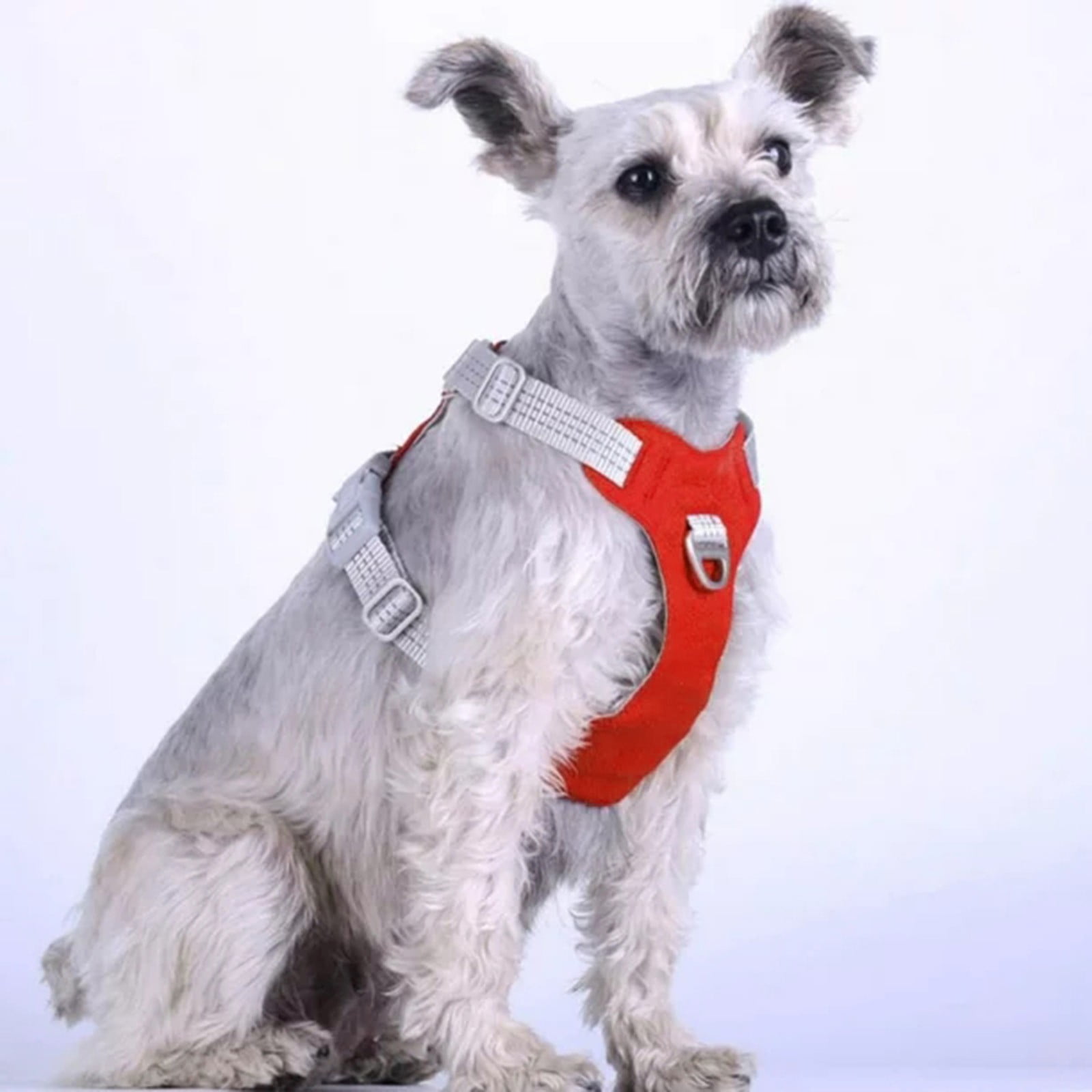 gabapentin for dogs slipped disc