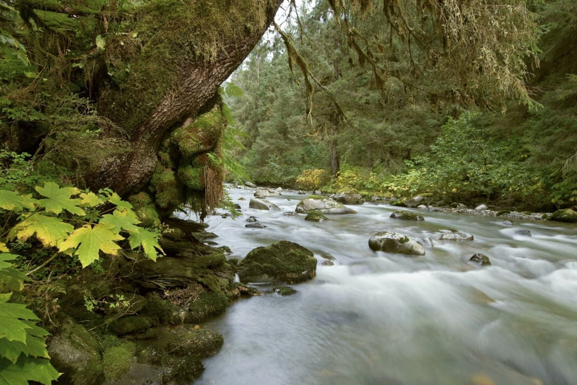 Small River Flowing Through The Old Growth Forest In Tongass National Forest Southeast Alaska Canvas Art - John Hyde Design Pics (17 x 11)