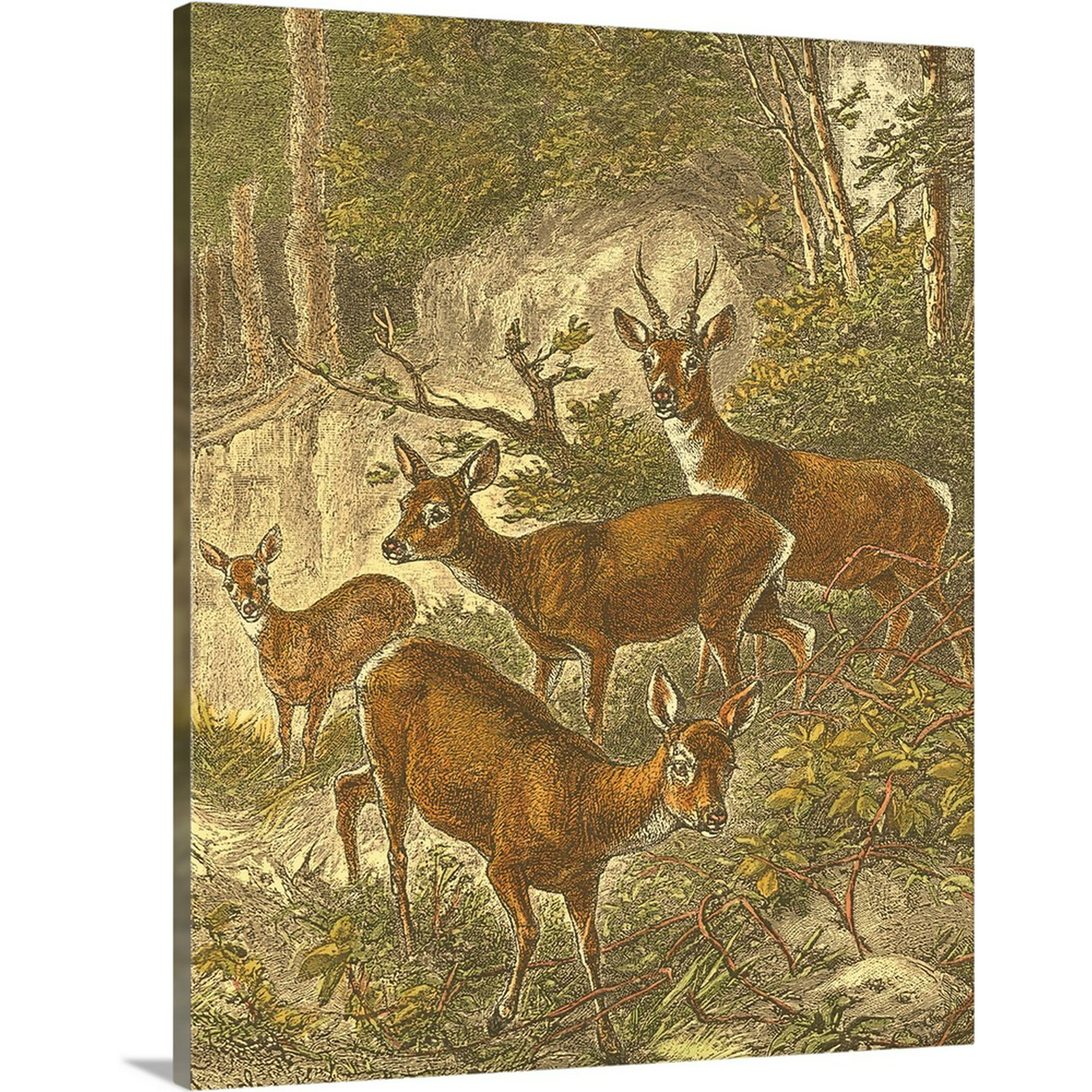 Small Roe Deer | Canvas Wall Art, Cabin/Lodge Home Decor | 24x30 ...