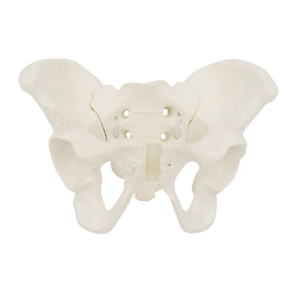 Small Size Female Pelvis Model, Flexible Anatomy Model Hip Bone Pelvic Anatomical Model for Science Education Midwife