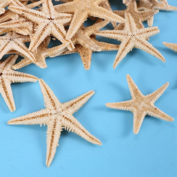 Small Starfish Star Sea Shell Beach Craft 0.4 Inch-1.2 Inch 450 Pcs