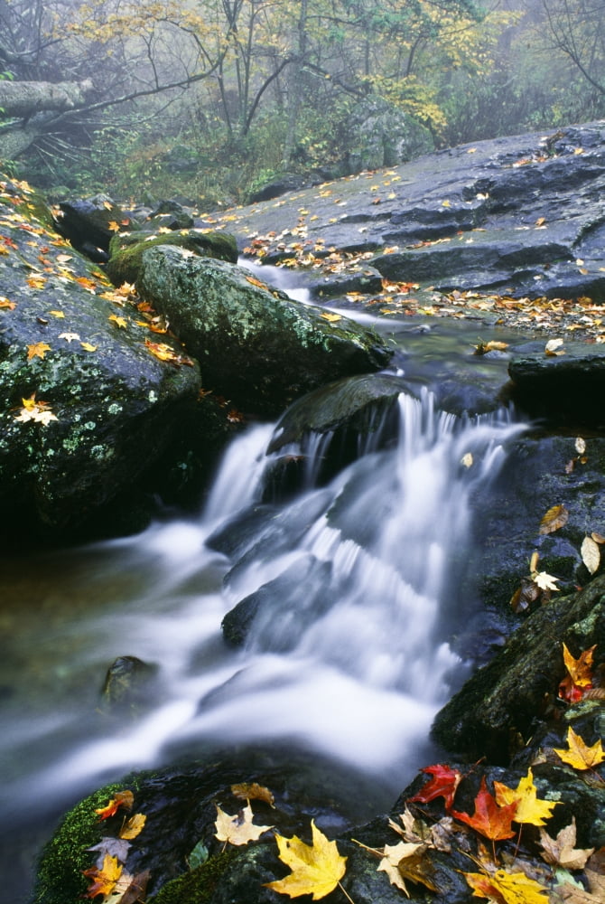 Small Stream Shenandoah National Park Virginia USA Canvas Art - Bilderbuch Design Pics (12 x 18)