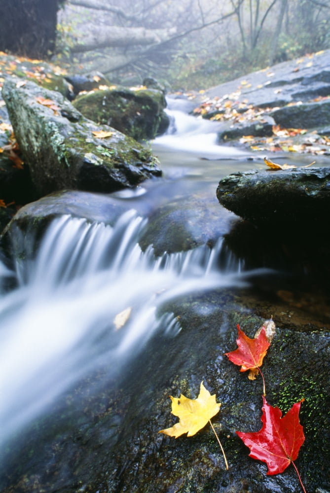 Small Stream Shenandoah National Park Virginia USA Canvas Art - Bilderbuch Design Pics (12 x 18)