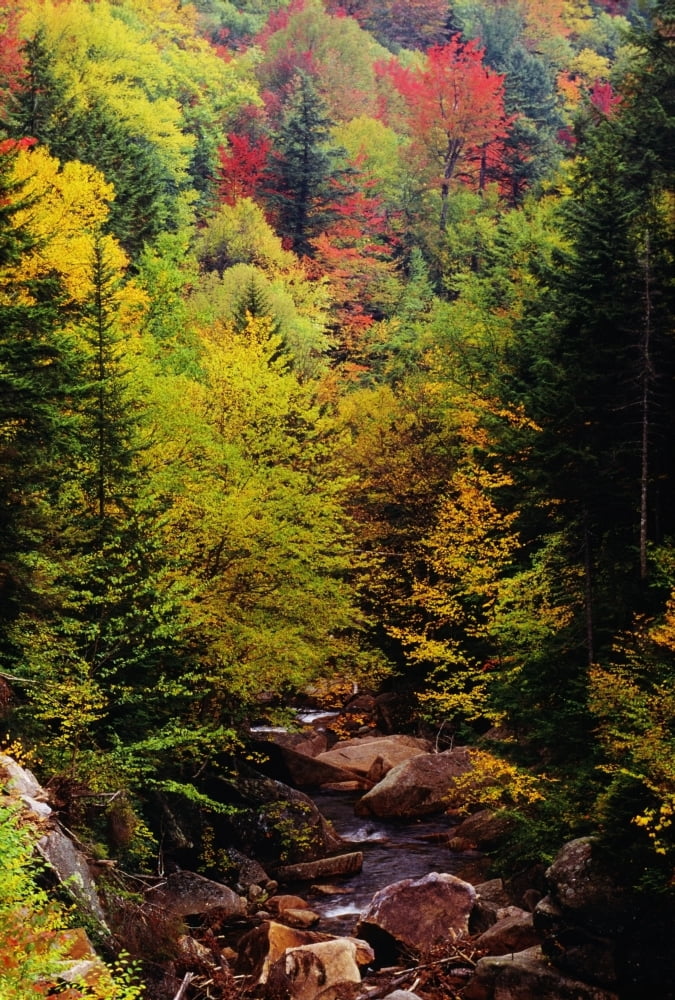 Small Stream Through Forest In Autumn Canvas Art - Bilderbuch Design Pics (12 x 18)