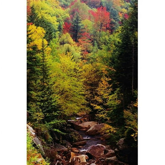 Small Stream Through Forest In Autumn Poster Print