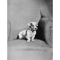 thumbnail image 1 of Small Terrier Sitting In A Chair Poster Print By Mary Evans Picture Library (18 X 24), 1 of 3