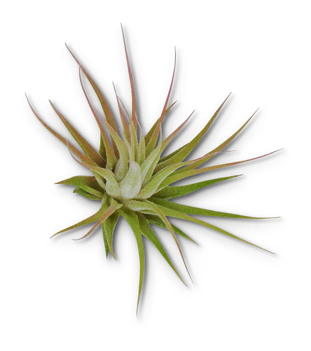 Small Tillandsia Ionantha Guatemala Air Plants, 10 Pack - Walmart.com