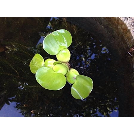 Small Water Hyancinth 3-4"