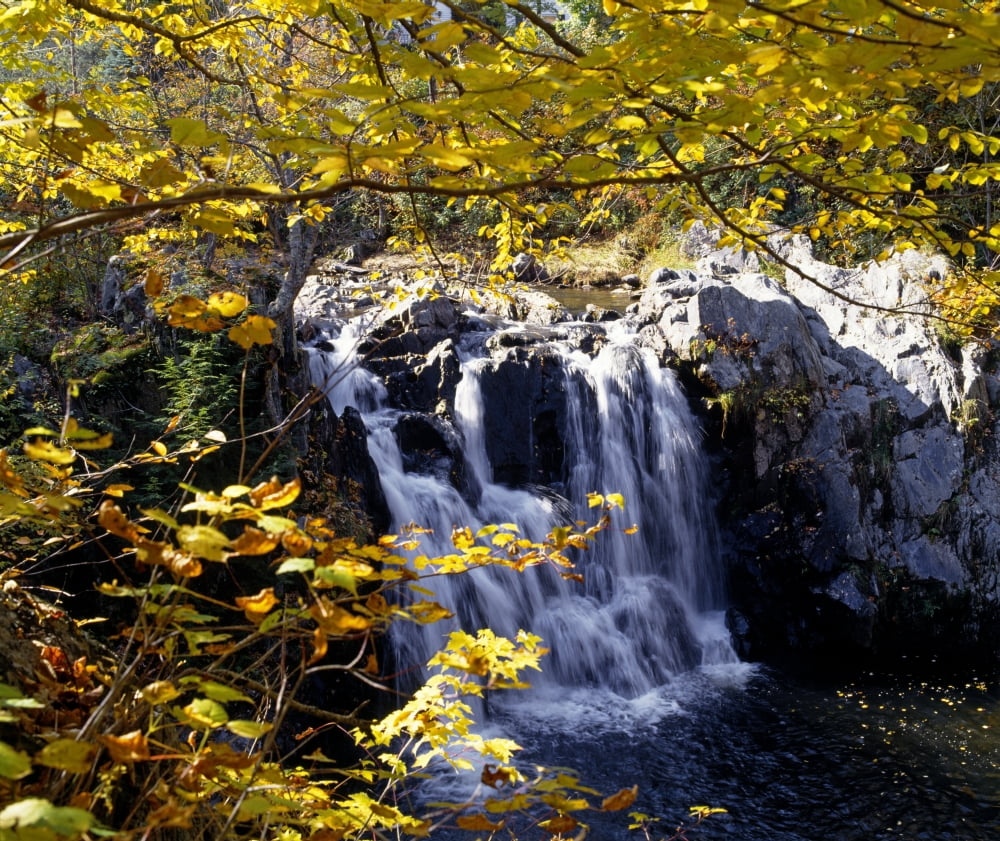 Small Waterfall Among Trees Canvas Art - David Chapman Design Pics (32 x 28)