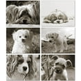 thumbnail image 1 of Small World Greetings Puppy Notecards 12 Count - Blank Inside with Envelopes - A2 Size (5.5”x4.25”) - All Occasions, 1 of 4
