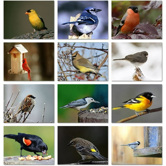 Small World Greetings Song Bird Note Cards With Identification Card 24 Count-Blank Inside with White Envelopes-A2 Size 5.5" x 4.25"-Bird Stationary-All Occasion-Birthday, Thank You, and More