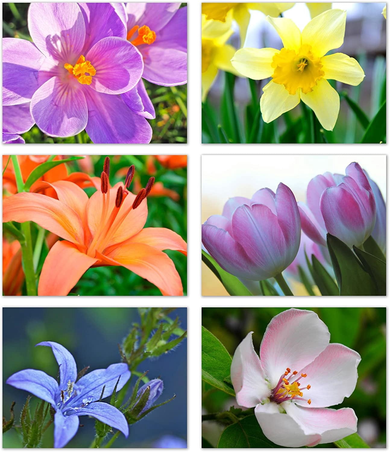 Floral Note Cards 24 Pack with Envelopes – Spring Flower Photography, 6 ...