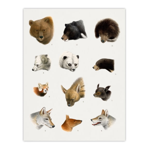 Small and Large Animals Vintage Artwork Lydekker Huge Wall Art Print 18X24 In