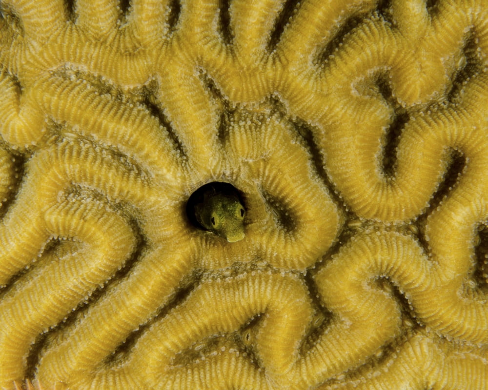 Small blenny in brain coral Curacao Canvas Art - Brent BarnesStocktrek Images (16 x 13)
