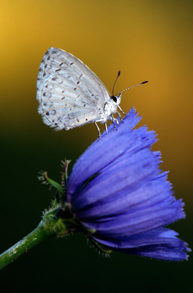 Small blue butterfly on flower blossom selective focus Michigan USA Canvas Art - Panoramic Images (12 x 36)
