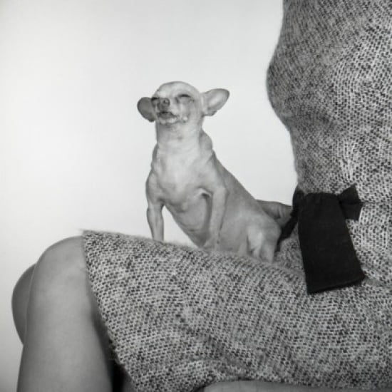 Small dog sitting on woman's knees Poster Print (18 x 24)