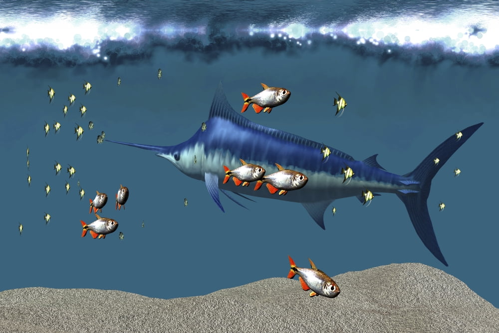 Small fish accompany a blue marlin in an ocean world habitat Canvas Art - Corey FordStocktrek Images (35 x 23)