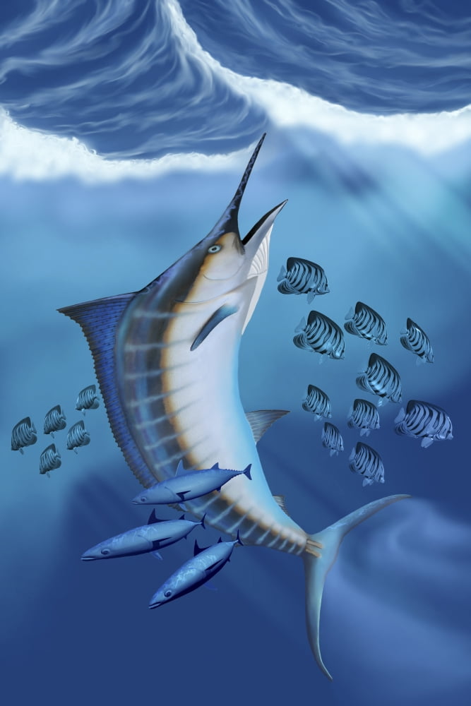 Small fish scatter as a huge Blue Marlin swims to the surface Canvas Art - Corey FordStocktrek Images (12 x 18)