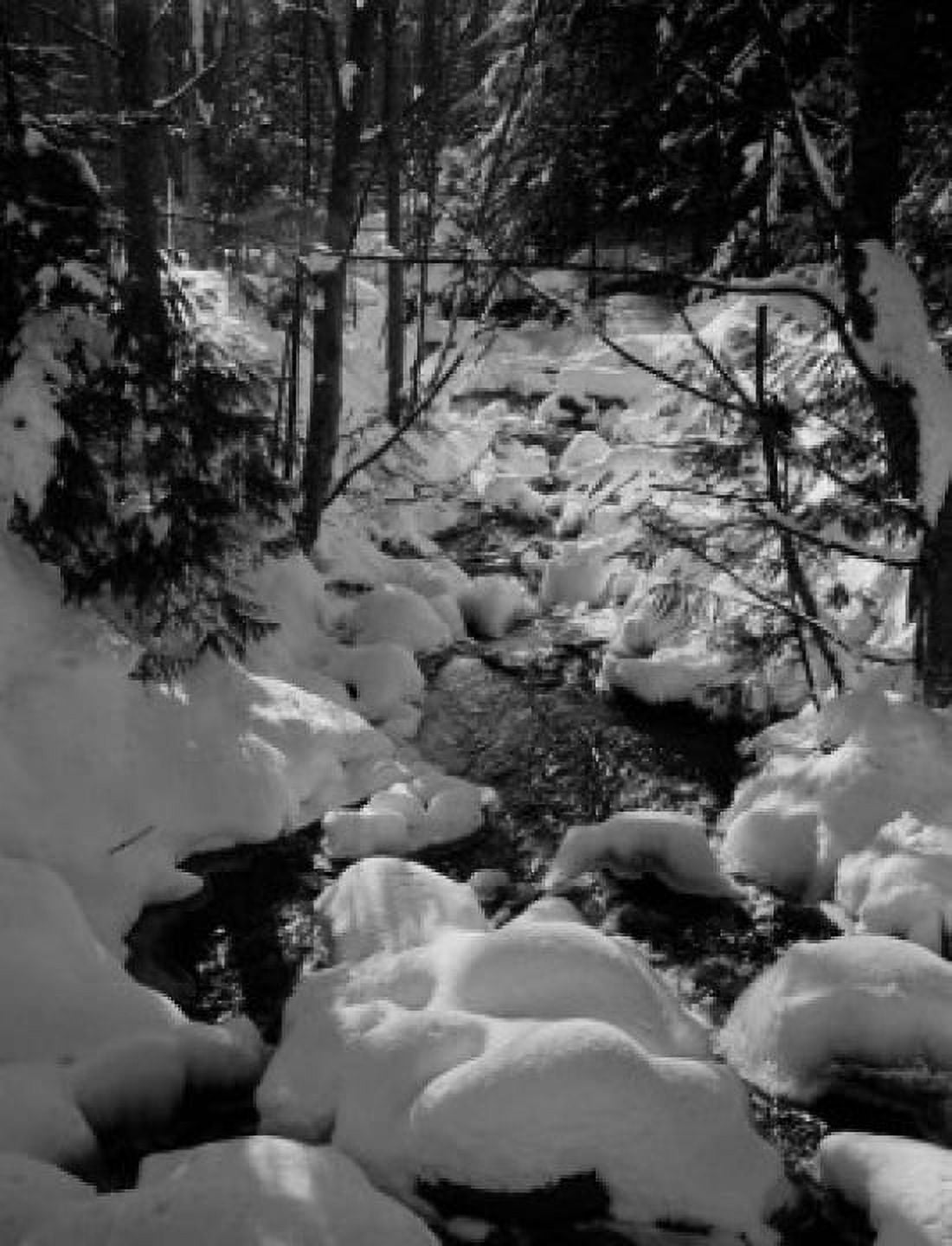 Small forest stream in winter Canvas Art - (24 x 36)