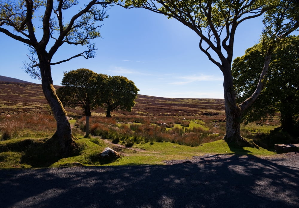 Small group of trees East Kippure Mountains County Wicklow Ireland Canvas Art - Panoramic Images (24 x 18)