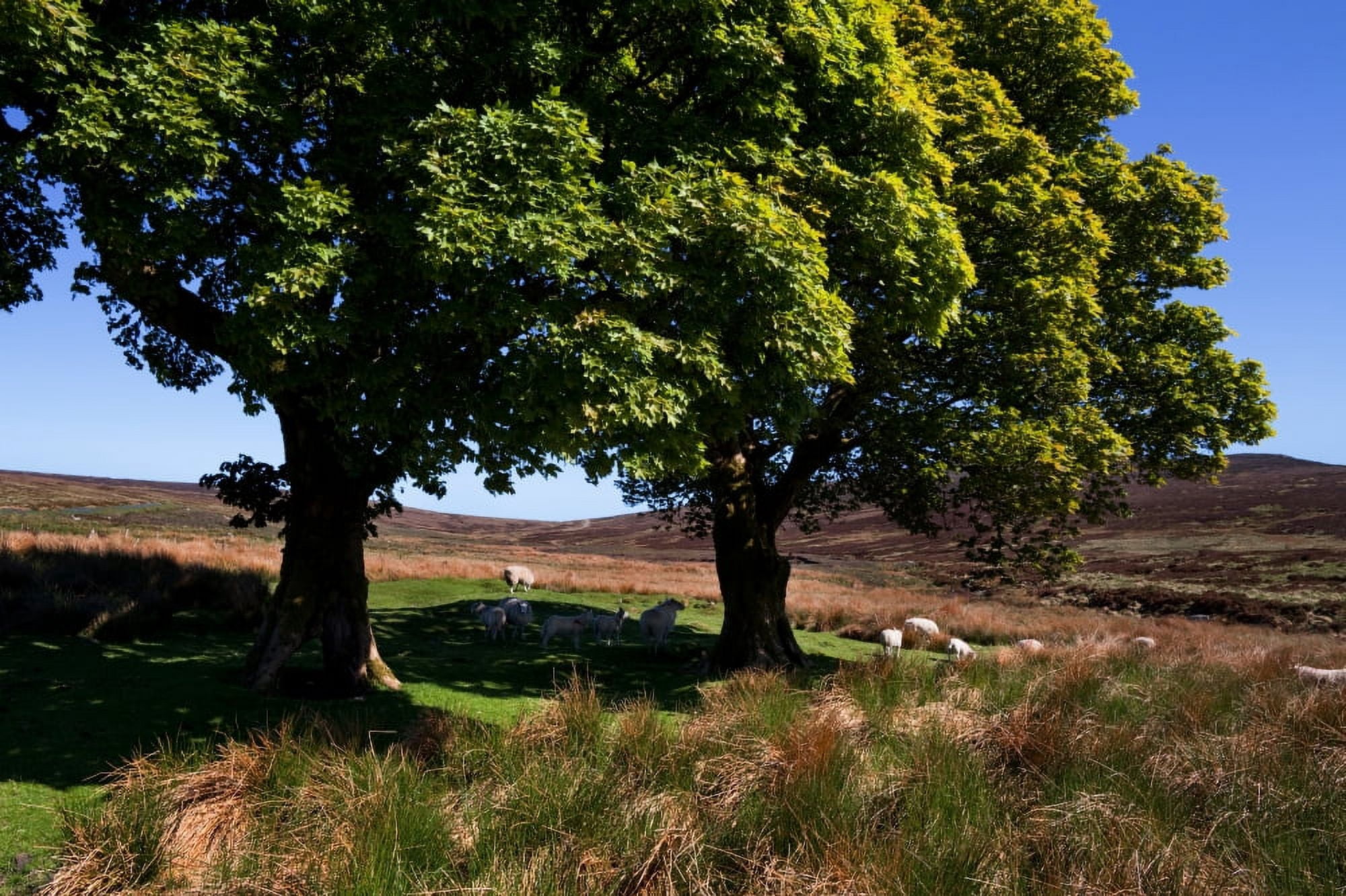 Small group of trees East Kippure Mountains County Wicklow Ireland Canvas Art - Panoramic Images (27 x 9)