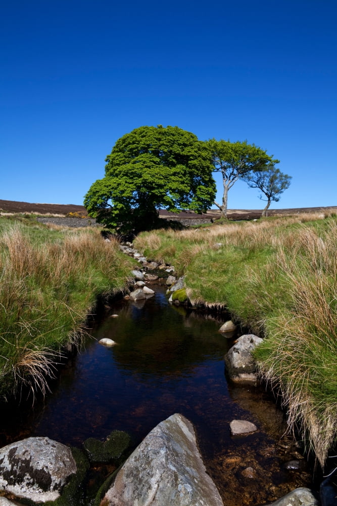 Small group of trees East Kippure Mountains County Wicklow Ireland Stretched Canvas - Panoramic Images (27 x 9)